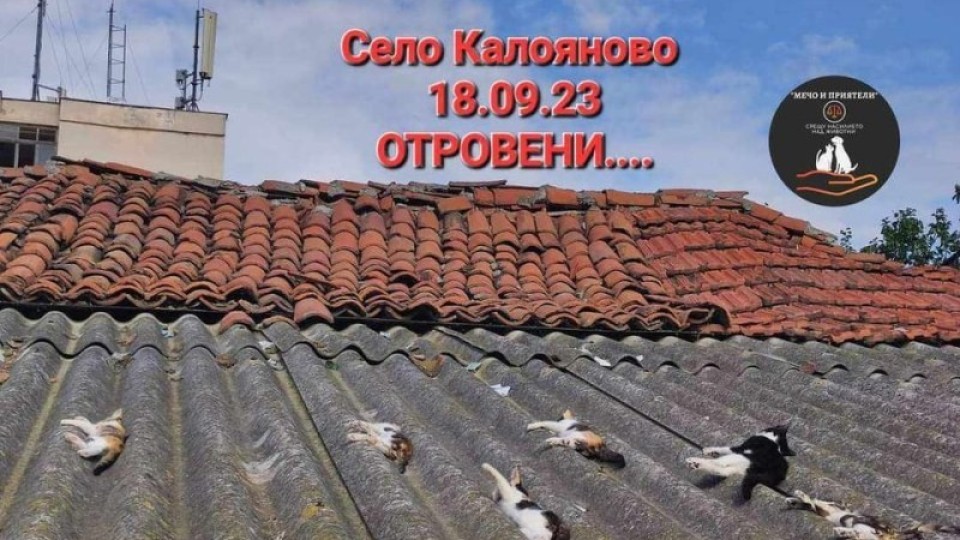 Скандално! Само „подписка“ за убийство на 150 кучета и котки