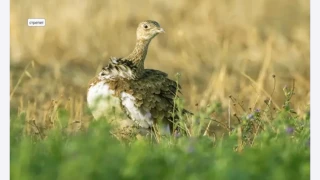 Чудото се случи! Изчезнала преди век птица се завърна в България(Снимки)