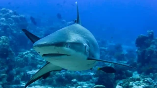 Учените сензационно: Откриха тайната за кожата на акулите