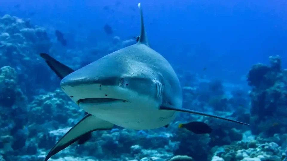 Учените сензационно: Откриха тайната за кожата на акулите