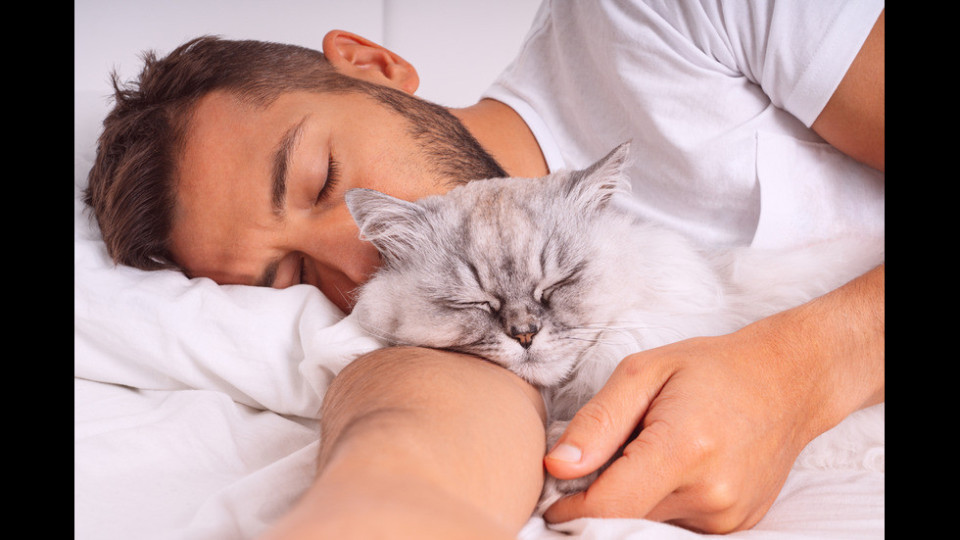 За любителите на котките: Още интересни факти за вашите писани!