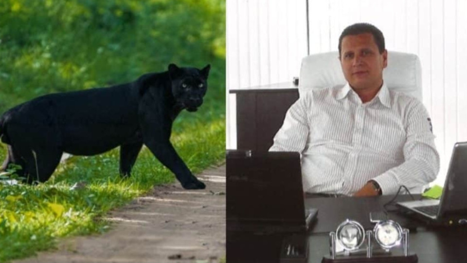 Черната пантера от Шумен се оказа домашен любимец, разхожда се навън, но се прибира при стопанина си
