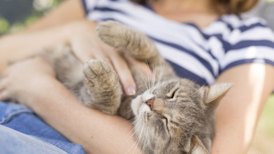 Ето тези интересни причини: Ще ви накарат да си вземете котка!