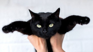 Ако срещнете черна котка: У нас се смята за нещастие! Но в тези страни е на късмет и богатство