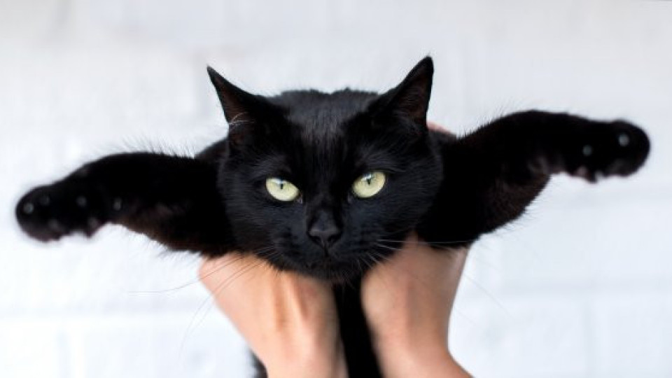 Ако срещнете черна котка: У нас се смята за нещастие! Но в тези страни е на късмет и богатство