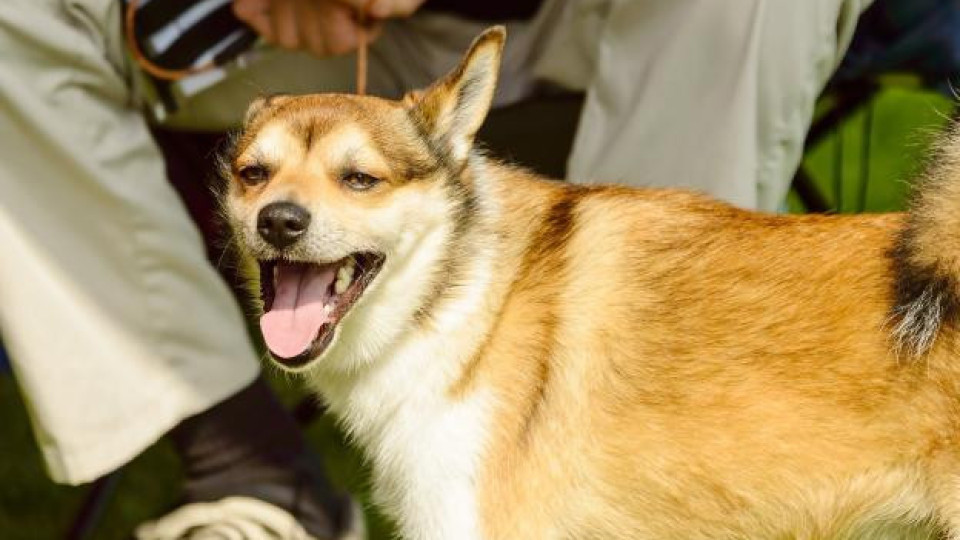 Щастливци сте: Ако притежавате куче от тези породи