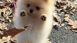 Вярвате или не? Помераните били големи, работни кучета