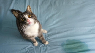 Помощ! Защо котката ни опикава дрехите и кревата