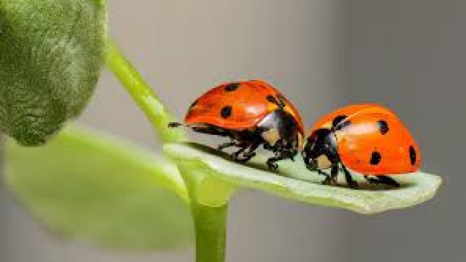 Тези факти за сладките калинките ще „изправят косите ви“