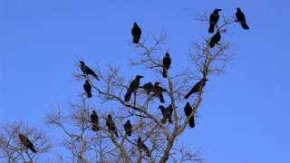 Не може да им избягате! Тези животни помнят кой ги е измамил