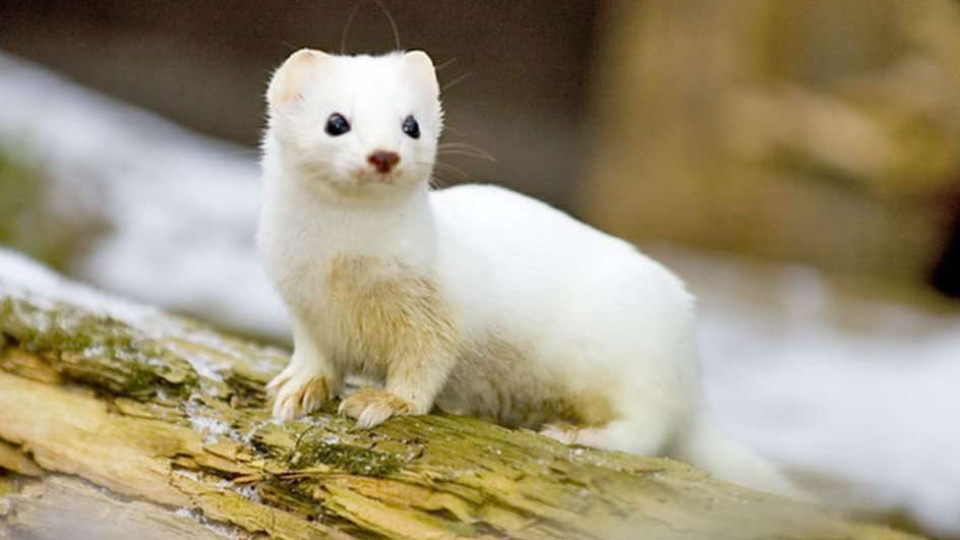 Те са най-сладките животни на света: Но и най-опасните!