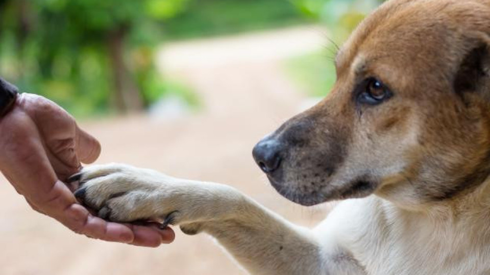 Обича ли ни? Когато кучето си поставя лапата в ръката ни