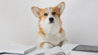 Ново проучване доказва: Кучетата различават чужди езици!