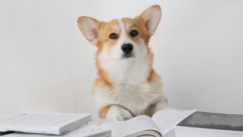 Ново проучване доказва: Кучетата различават чужди езици!