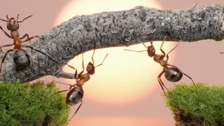 Мравките: Тези „познати“ насекоми крият много нерезгадани тайни