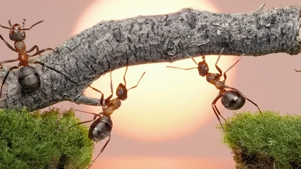 Мравките: Тези „познати“ насекоми крият много нерезгадани тайни