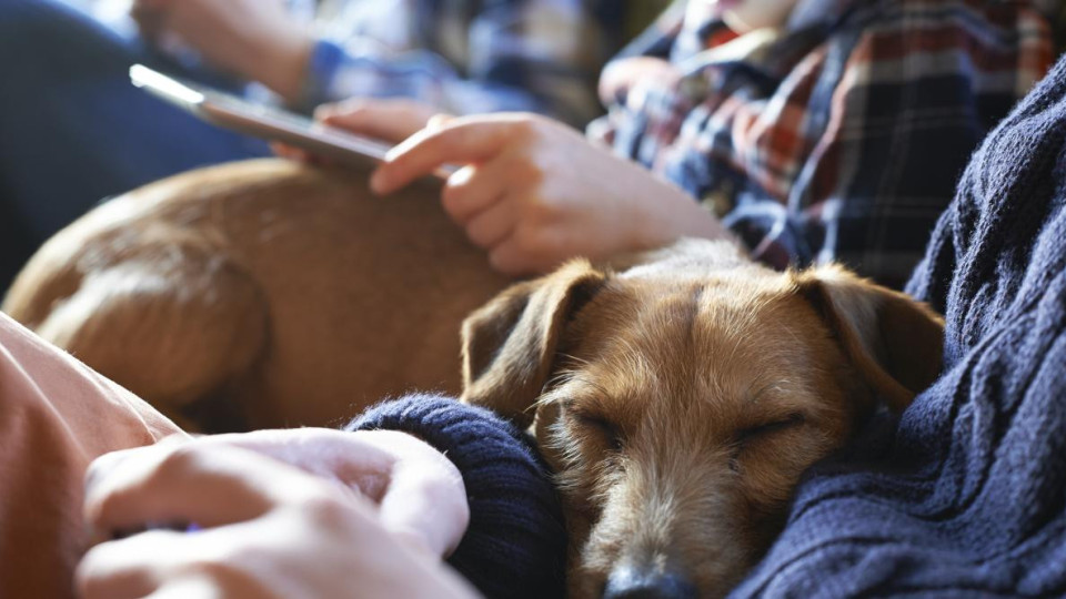 Само по тези признаци разбирате: Вашето куче ви обича!