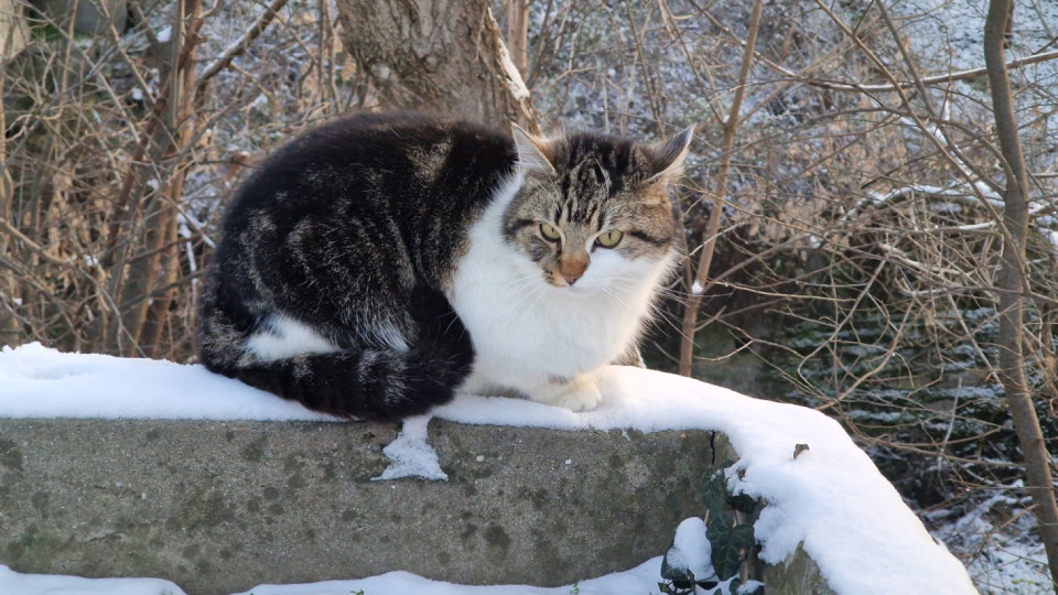 След краткото затопляне предстоят ново застудяване и ледени дни