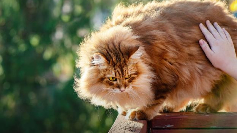 Няма лъжа, няма измама! Тези котки са по-верни от кучетата