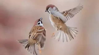 Защо моногамните женски врабчета изневеряват понякога? И как реагират съпрузите им