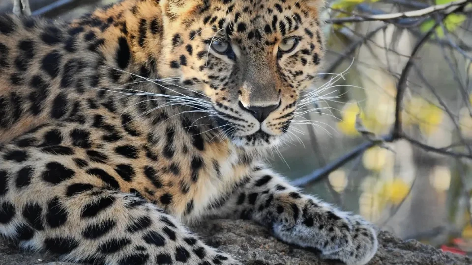 Срам пред поколенията! Тези животни може да изчезнат завинаги