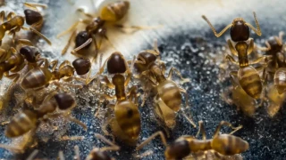 Уникално! Тези мистериозни тайни за мравките ще ви изненадат