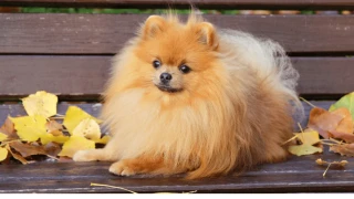 Помераните! Още неизвестни факти за чаровните пухчовци