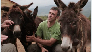 Те имат магарешки инат! Винаги искат да става на тяхното