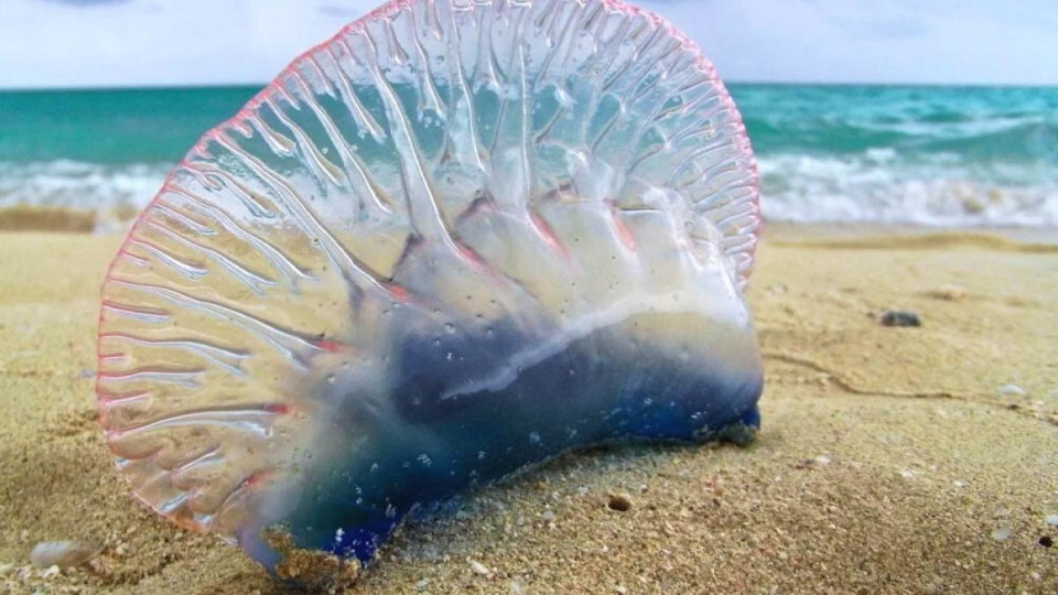 Еколозите предупреждават: Тези същества не бива да се пипат нито живи, нито мъртви