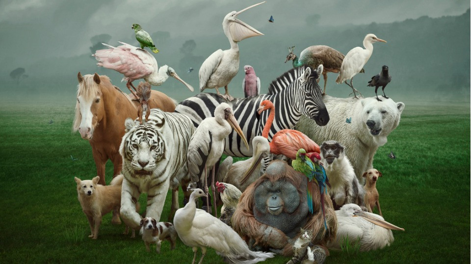 Какво животно си според зодията?