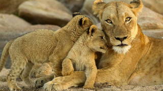 Не ги пренебрегвайте! Животните ни дават най-ценните уроци за живота