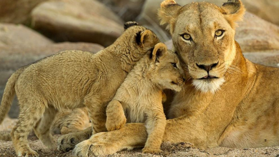 Не ги пренебрегвайте! Животните ни дават най-ценните уроци за живота