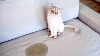 Кошмар! Защо котката ви припикава леглото и дрехите ви