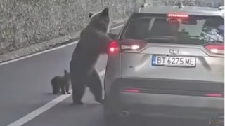 Мечка с малко нападна в Румъния футболен деятел от Горна Оряховица, оперираха го