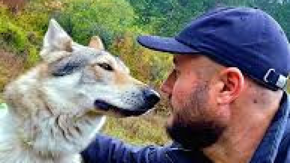Не сте вълк единак, ако обичате да сте сам! Специален човек сте